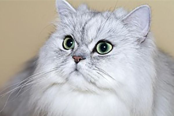 世界上最贵的10大纯种猫排行榜