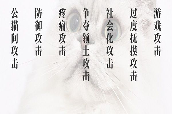 7张图看懂猫咪攻击行为