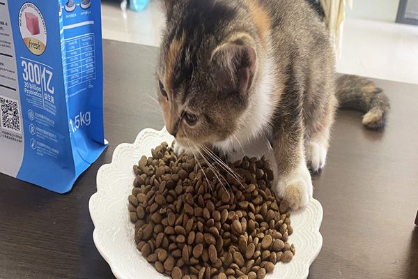 收藏系列 | 新手铲屎官需要知道的养猫细...