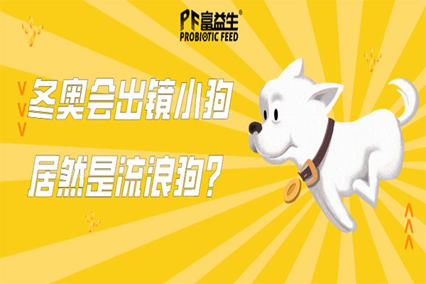 冬奥会出镜的小狗居然是流浪狗？